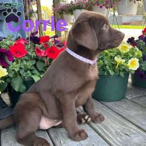 Corrie, Chocolate Labrador Retriever Puppy